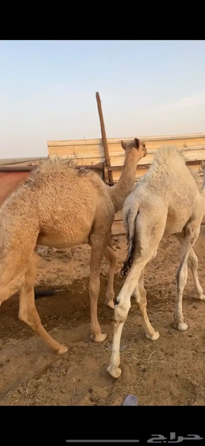 قعودين طيبات الي بيذبح ولي بيربي صالحه الخرج 4