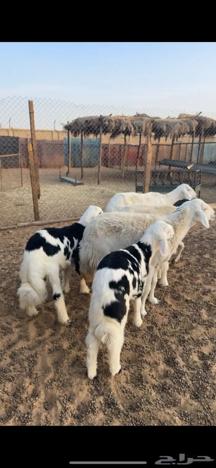 حريات متابيع عيالها ذبايح تم البيع 0