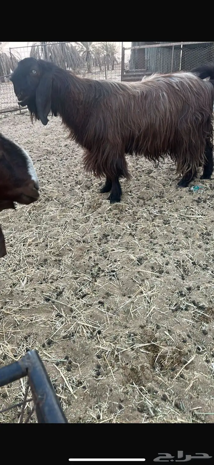 للبيع تيس قبرصي 3