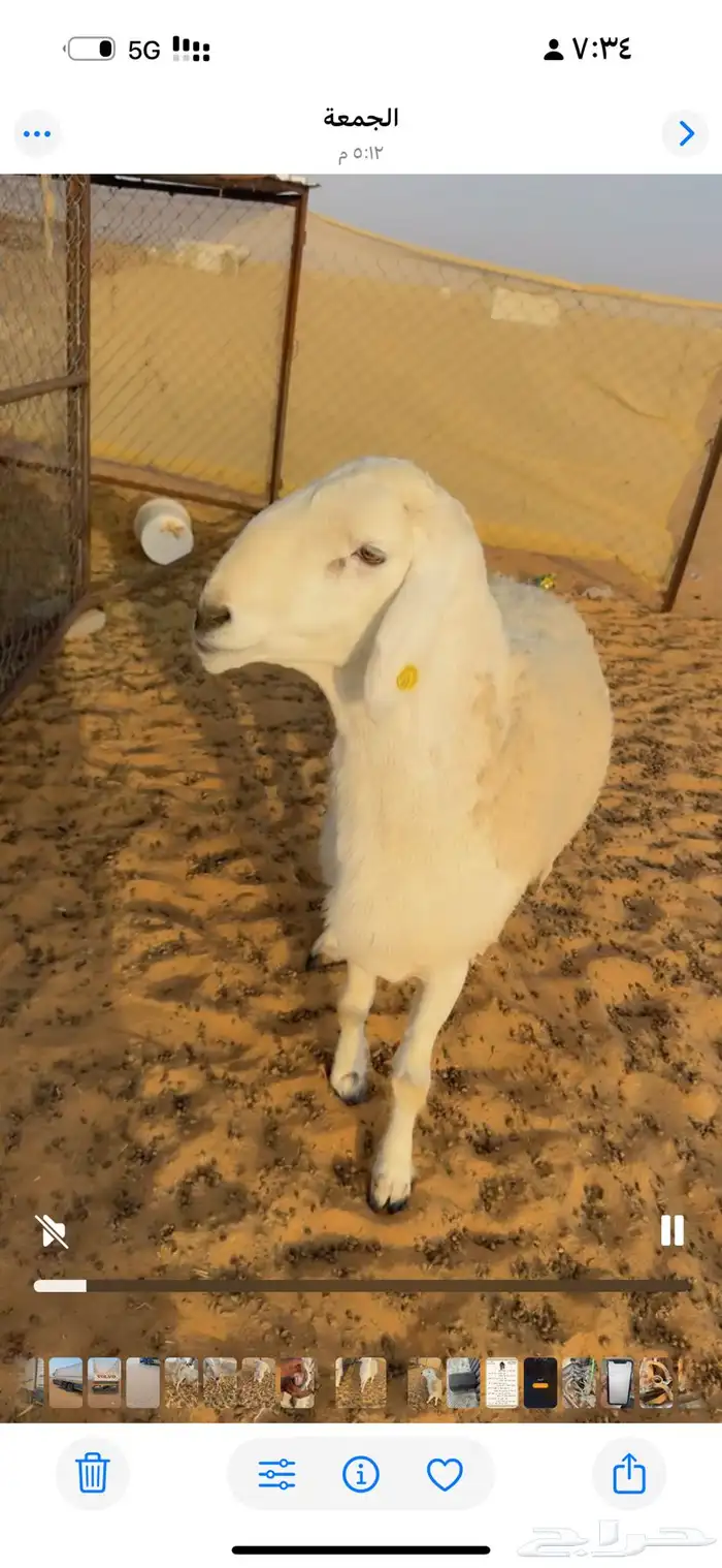 فحل حري كفو جدا ارتفاع وشعره مشروط أمراض سنه ثني 3