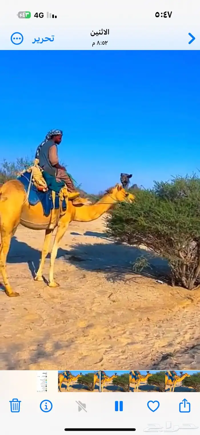 رحول ابل قديمه 1