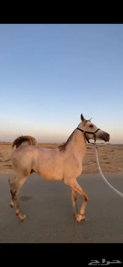 مهر مكس index