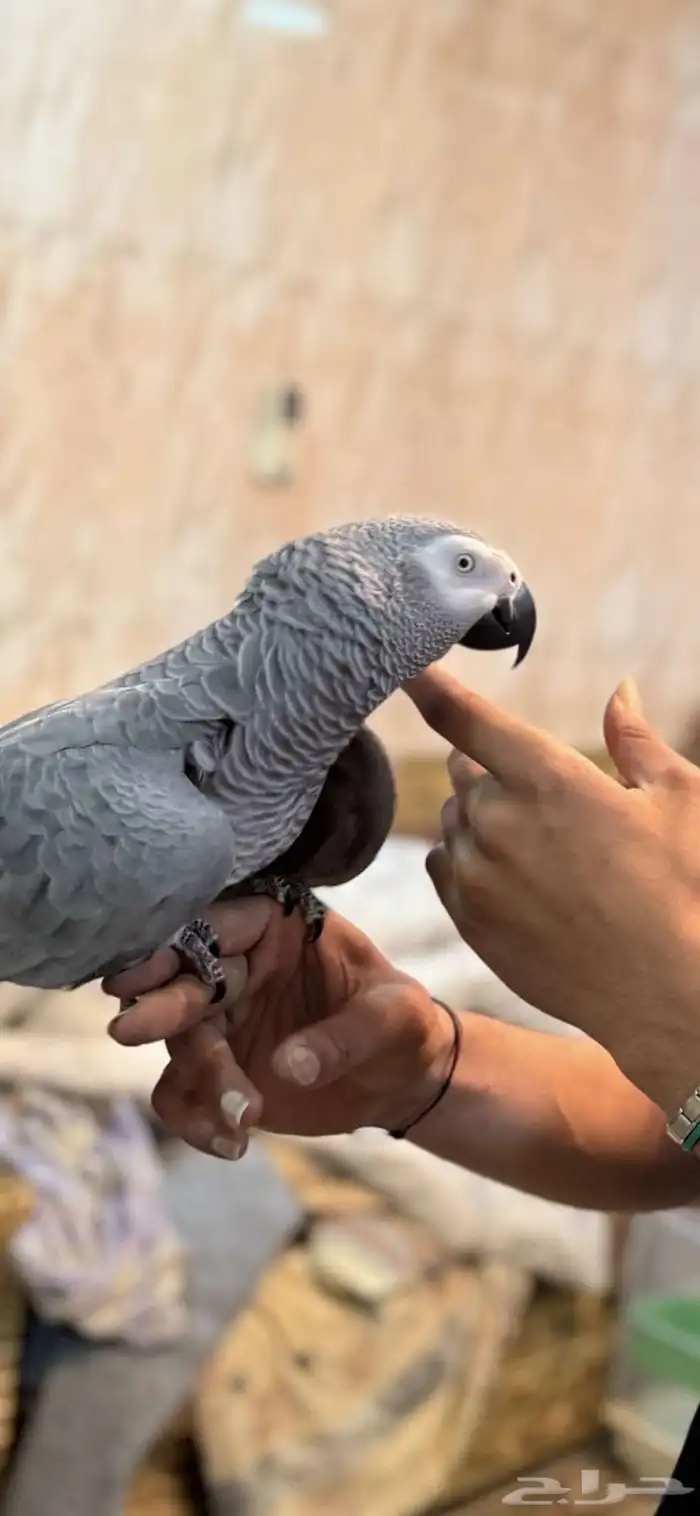 كاسكو 3