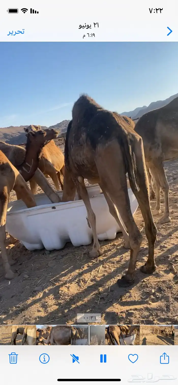 نياق عشاير 3