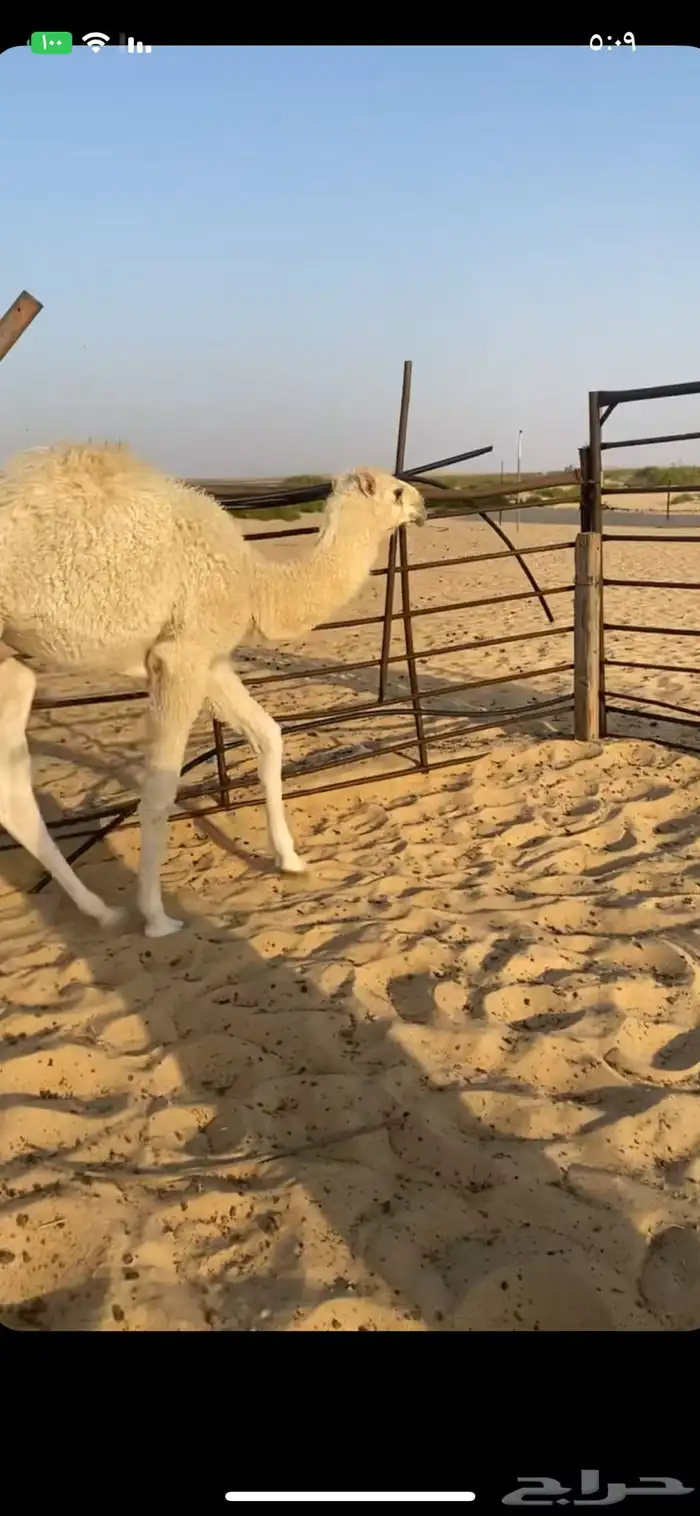 قعود سنه مفرود 0