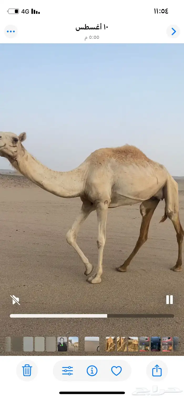 بنت حبيب جهينه جاهزه للمناخ 2