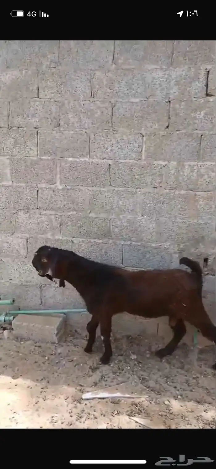 تيس شامي 0