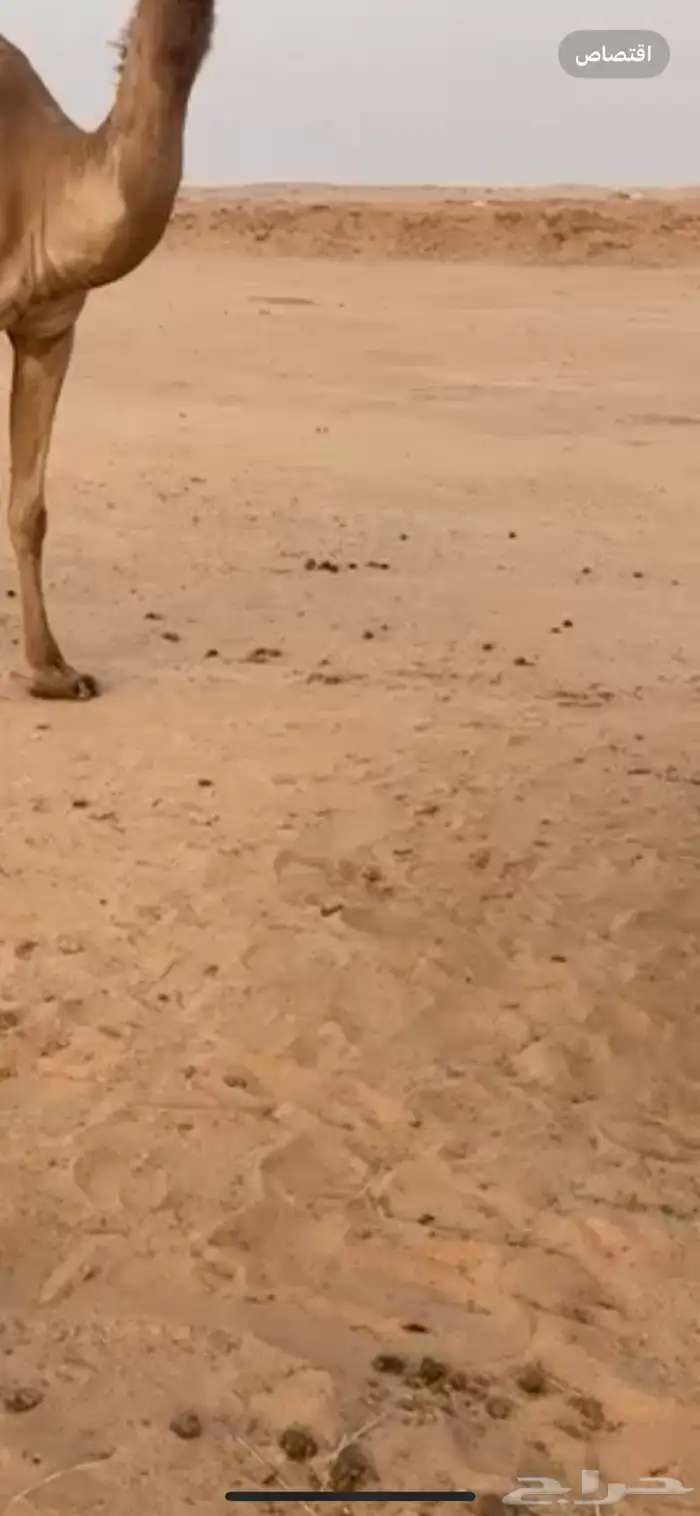 للبيع عقم مخيم في برمه 0