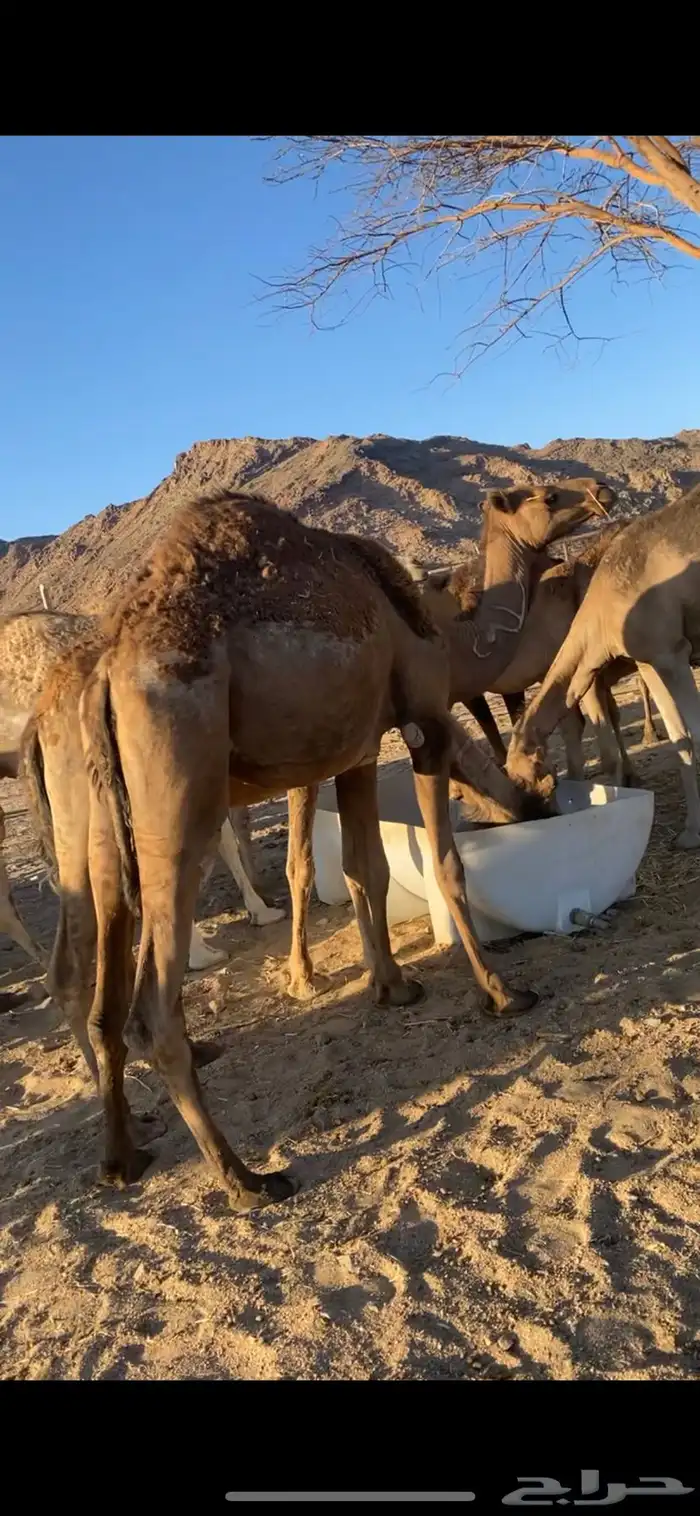 نياق عشاير 0