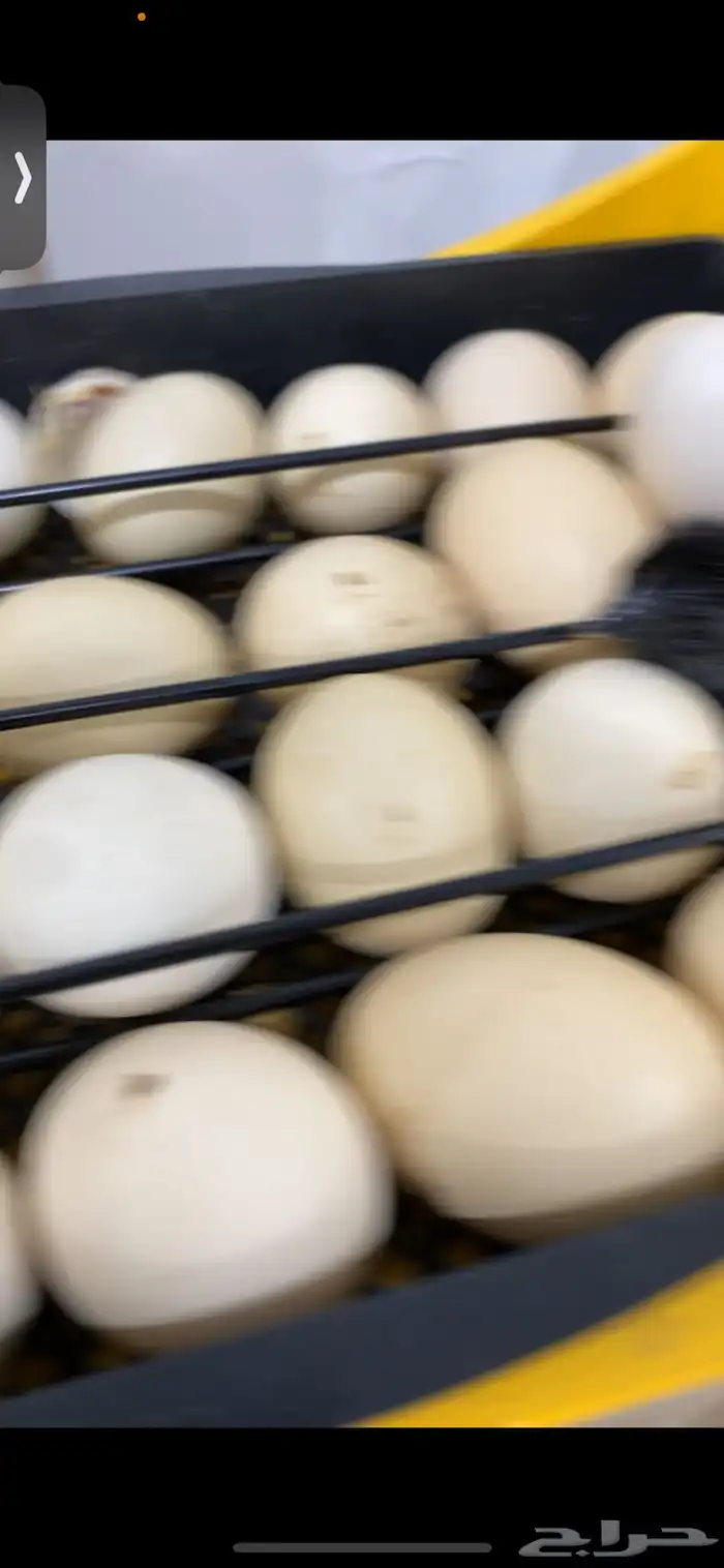فقاسة بيض برنسي البريطانية 1