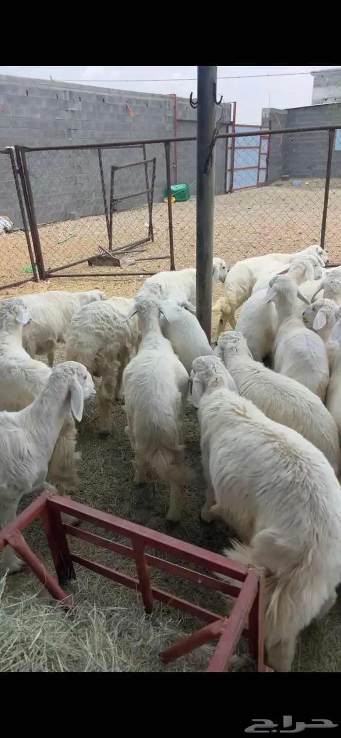 بهم للبيع خرفان ورخال 4