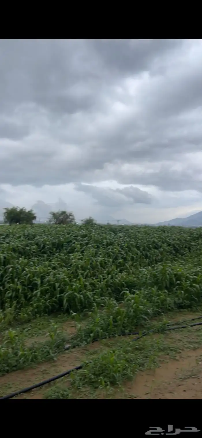 قصب 1