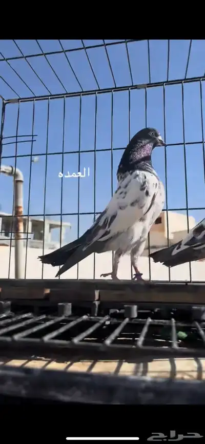 حمام باكستاني index