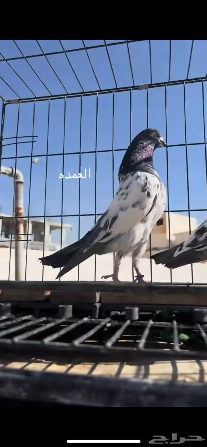 حمام باكستاني 3