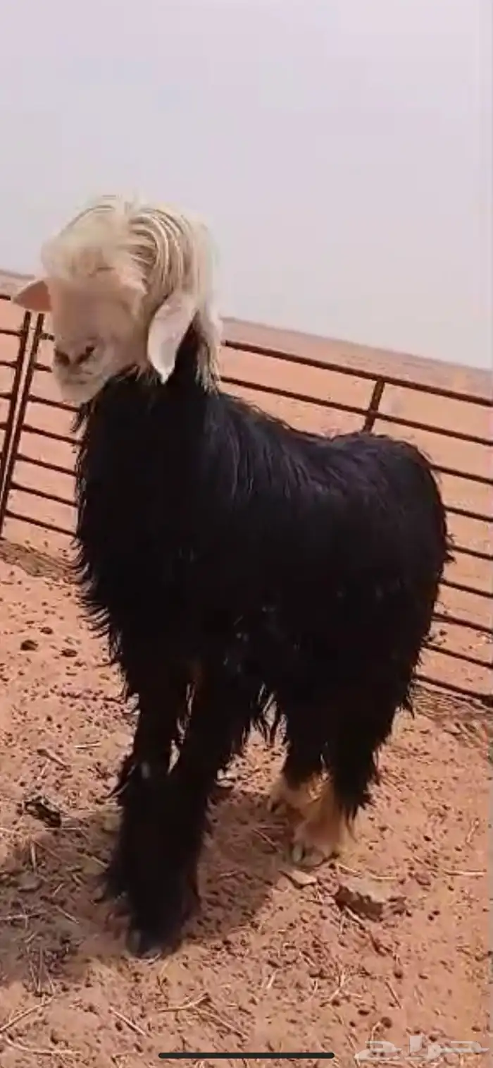 فحل نجدي 20