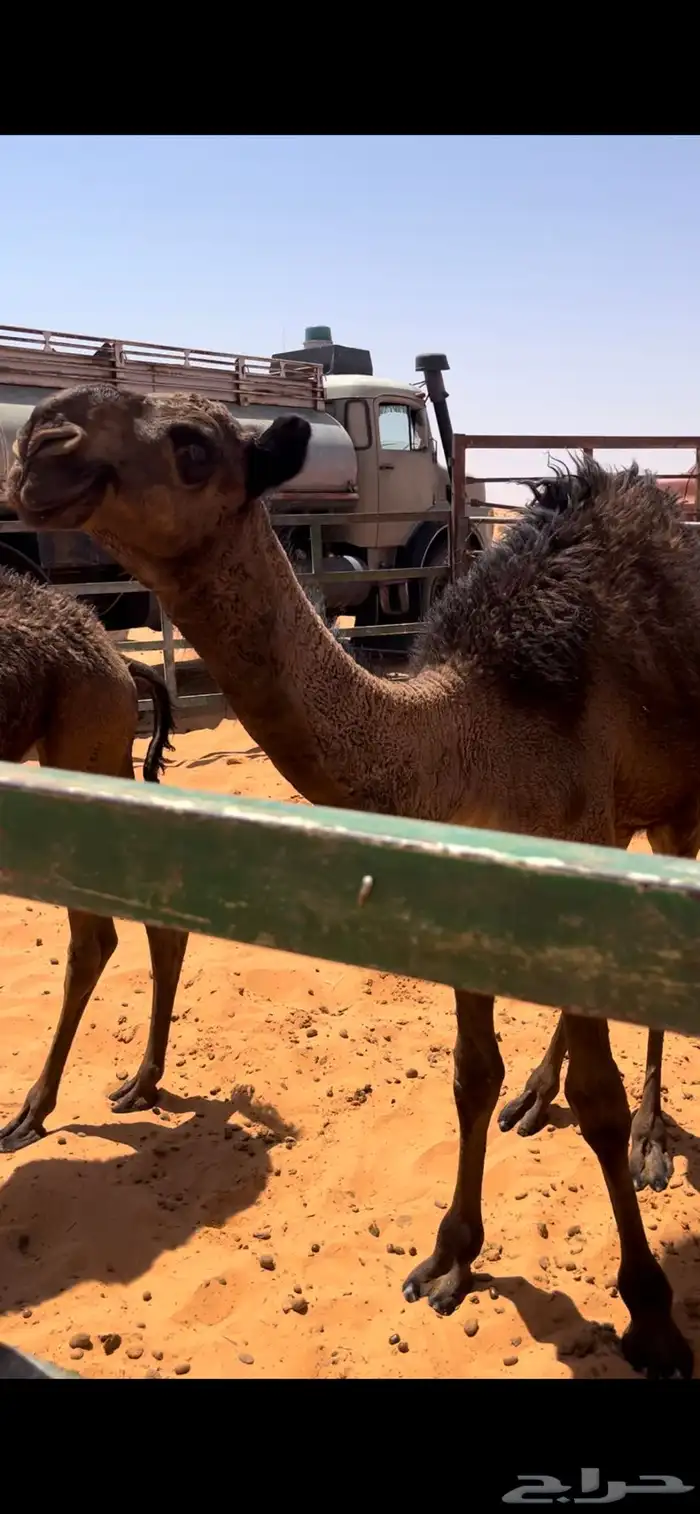 جمل للبيع 1