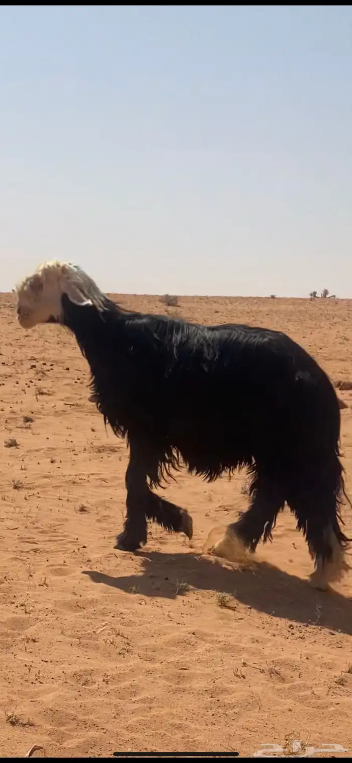 فحل نجدي 10