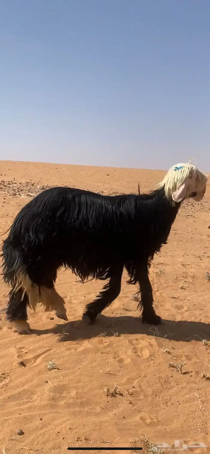فحل نجدي 7