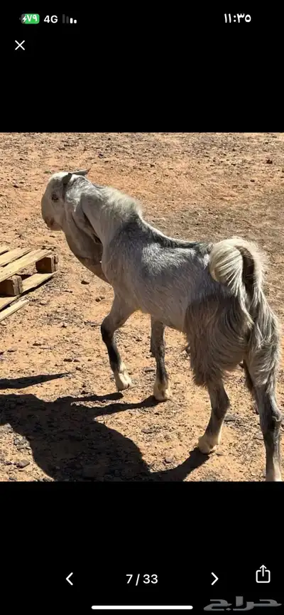 تيس جذع فحل index