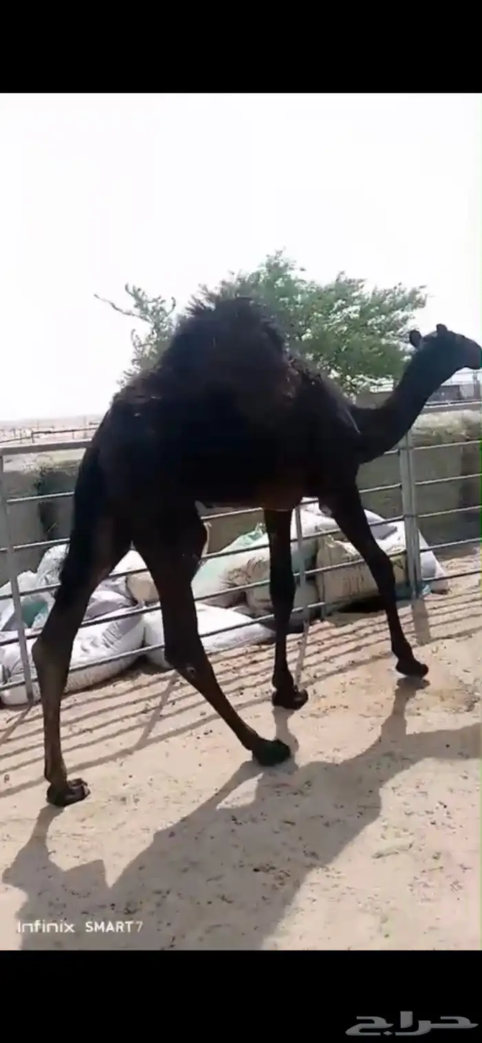 قعود مجهم لباني فل 0