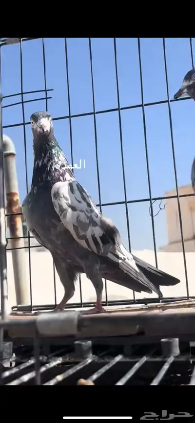 حمام باكستاني index