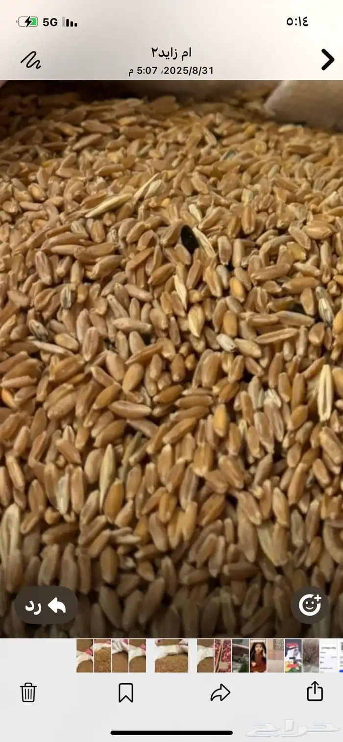 للبيع قمح عضوي مشروط من مزرعة خاصة بدون اي إضافات 1