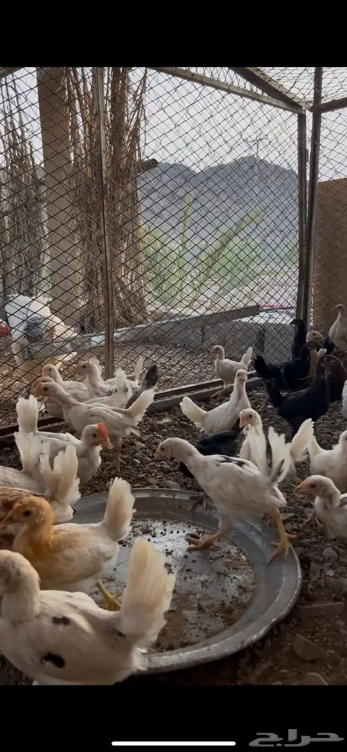 صوص بلدي 1