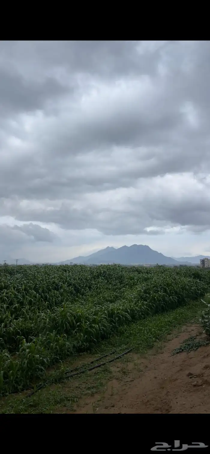 قصب 0