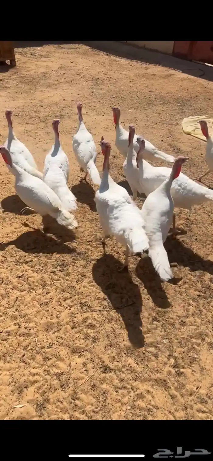 دجاج رومي فرنسي 0