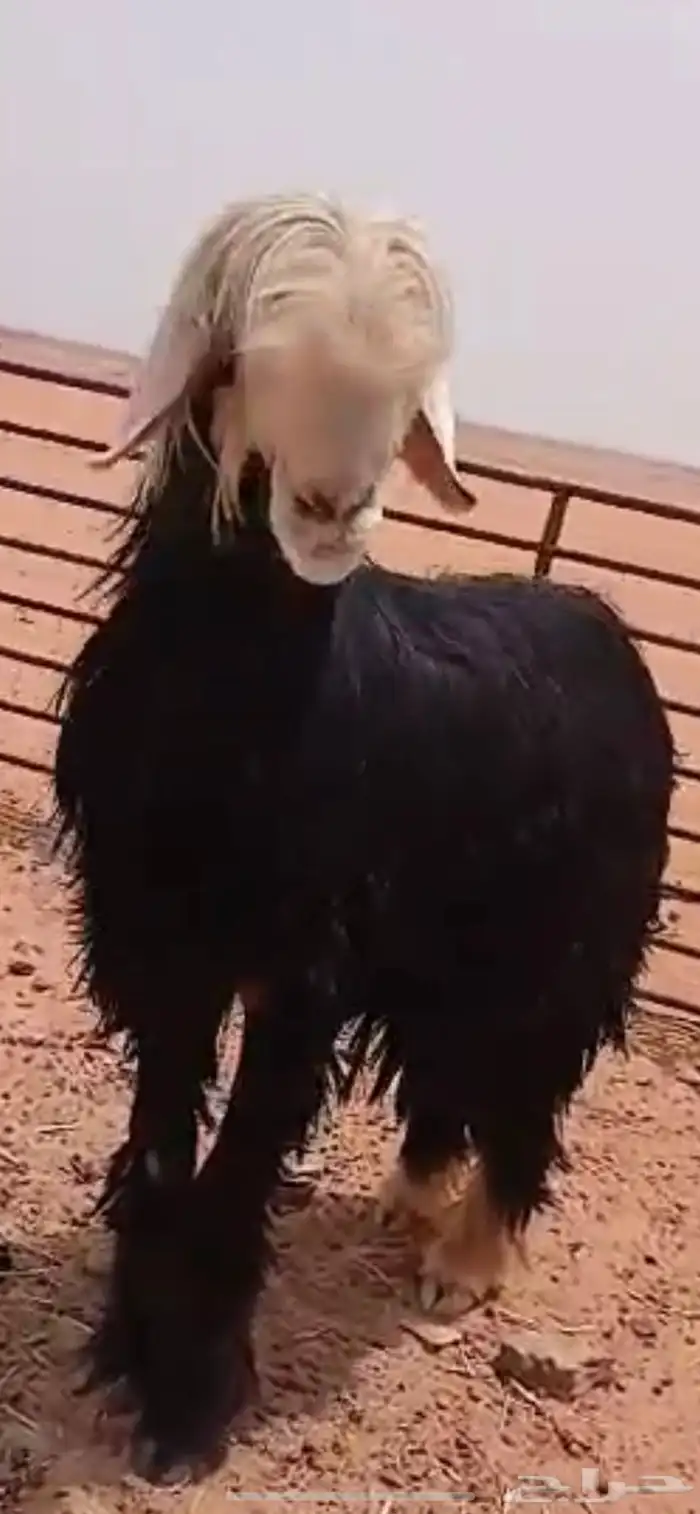 فحل نجدي 19
