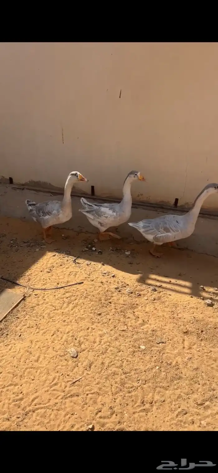 وز هجين عراقي حجم طيب 2