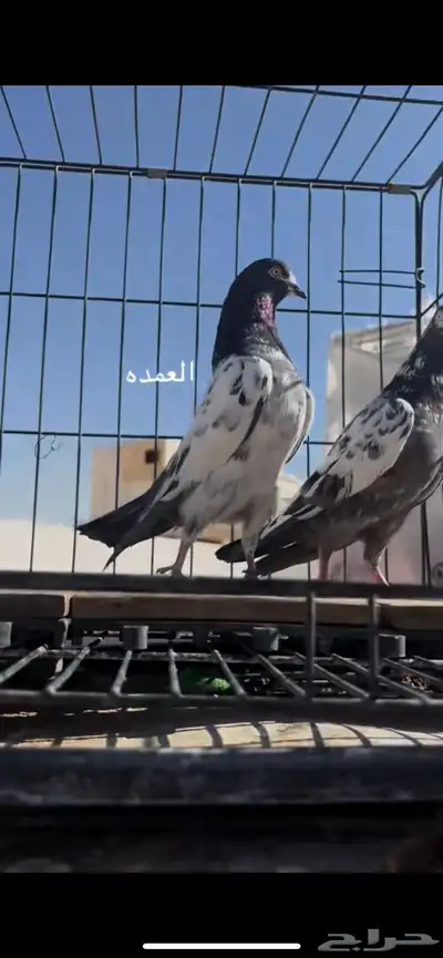 حمام باكستاني index