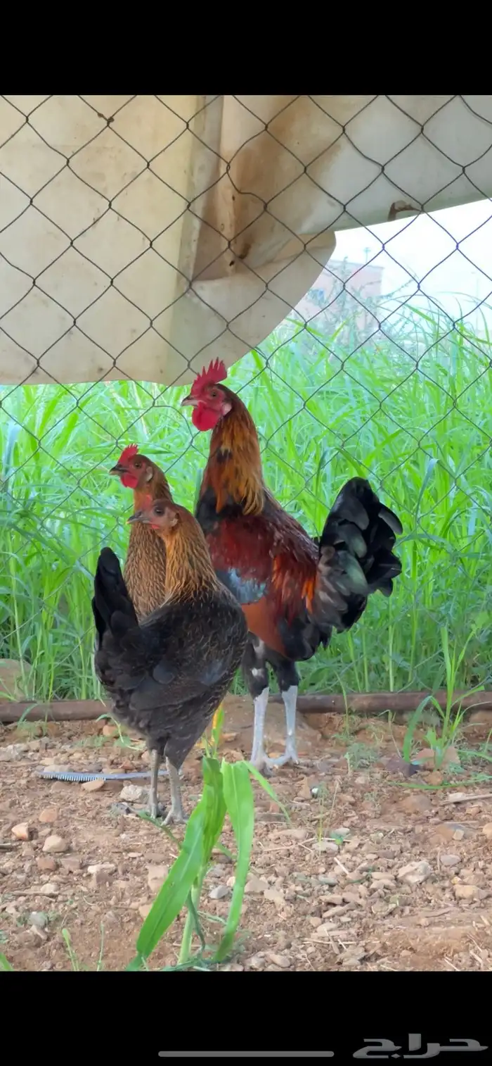 دجاج عربي فري فاخر 0