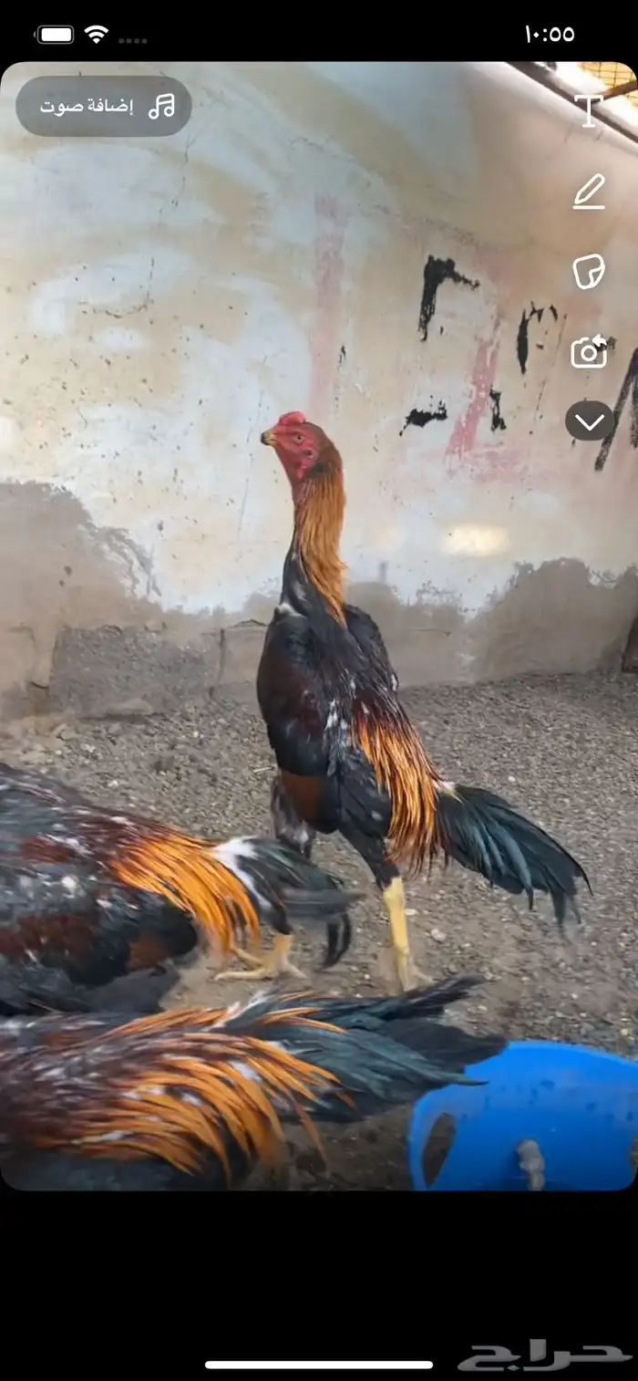 ديوك شامو 1