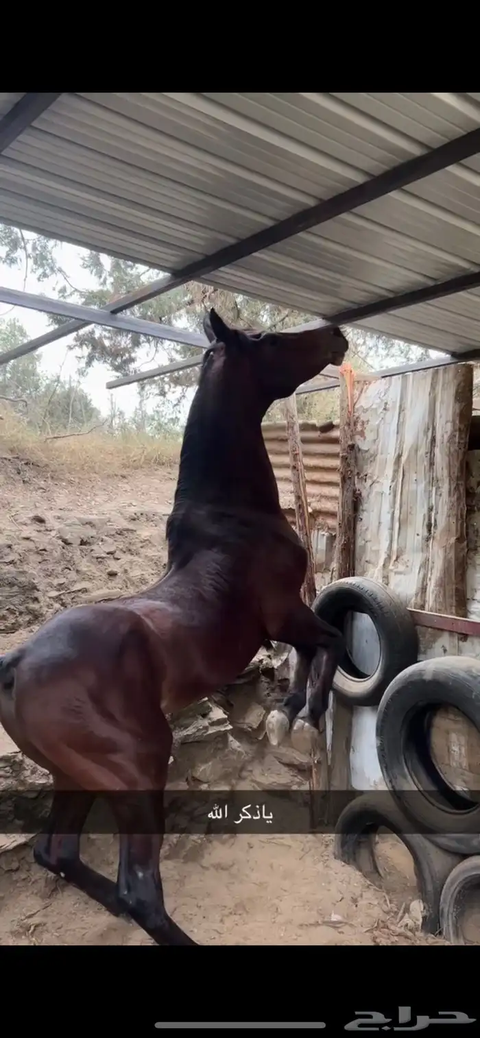 حصان عربي طرب 4
