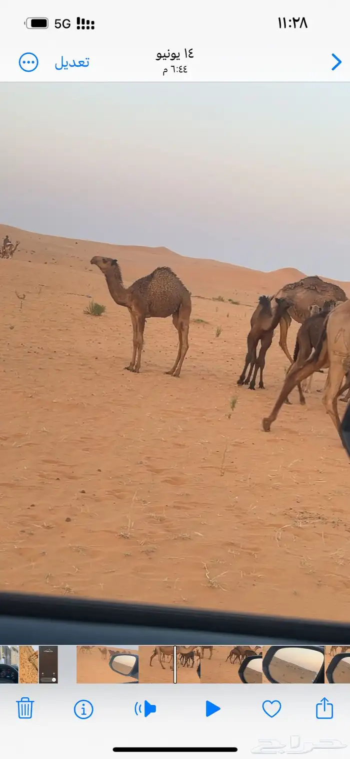 جمل للبيع 7