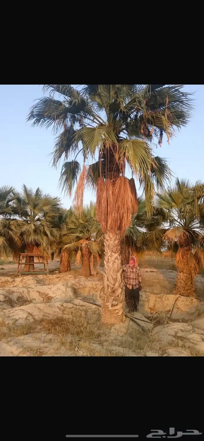 توريد نخيل واشنطن وغيرها وشتلات 2