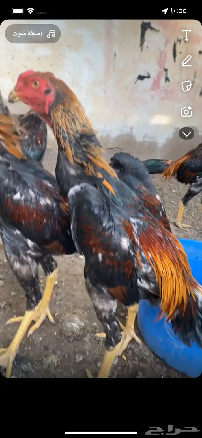 ديوك شامو 0