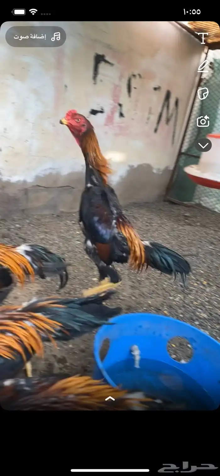 ديوك شامو 2