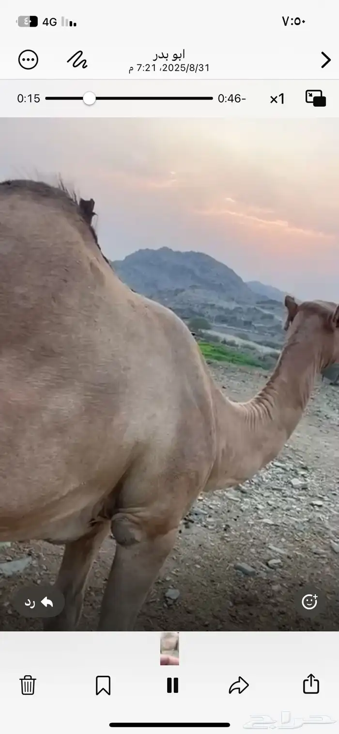 نافه شايل السن نصوف العرضيات نمره 2