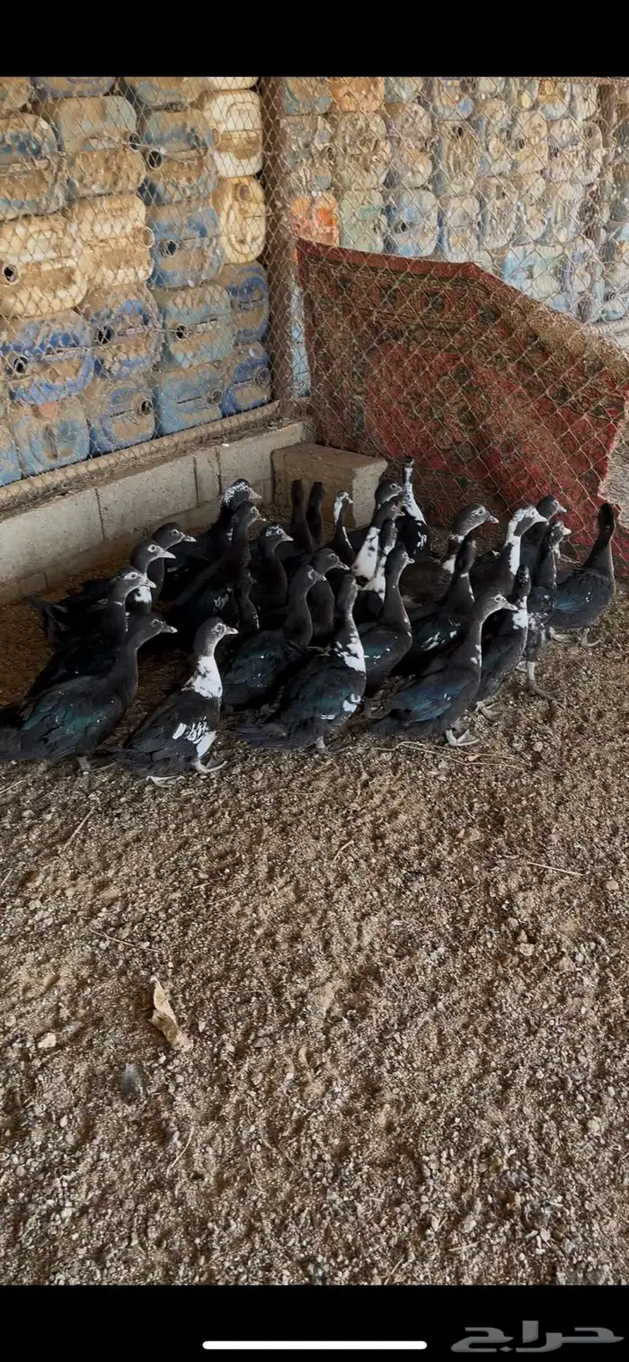 بط مصري العمر3شهور شرط عدال فل شحم العدد27 0