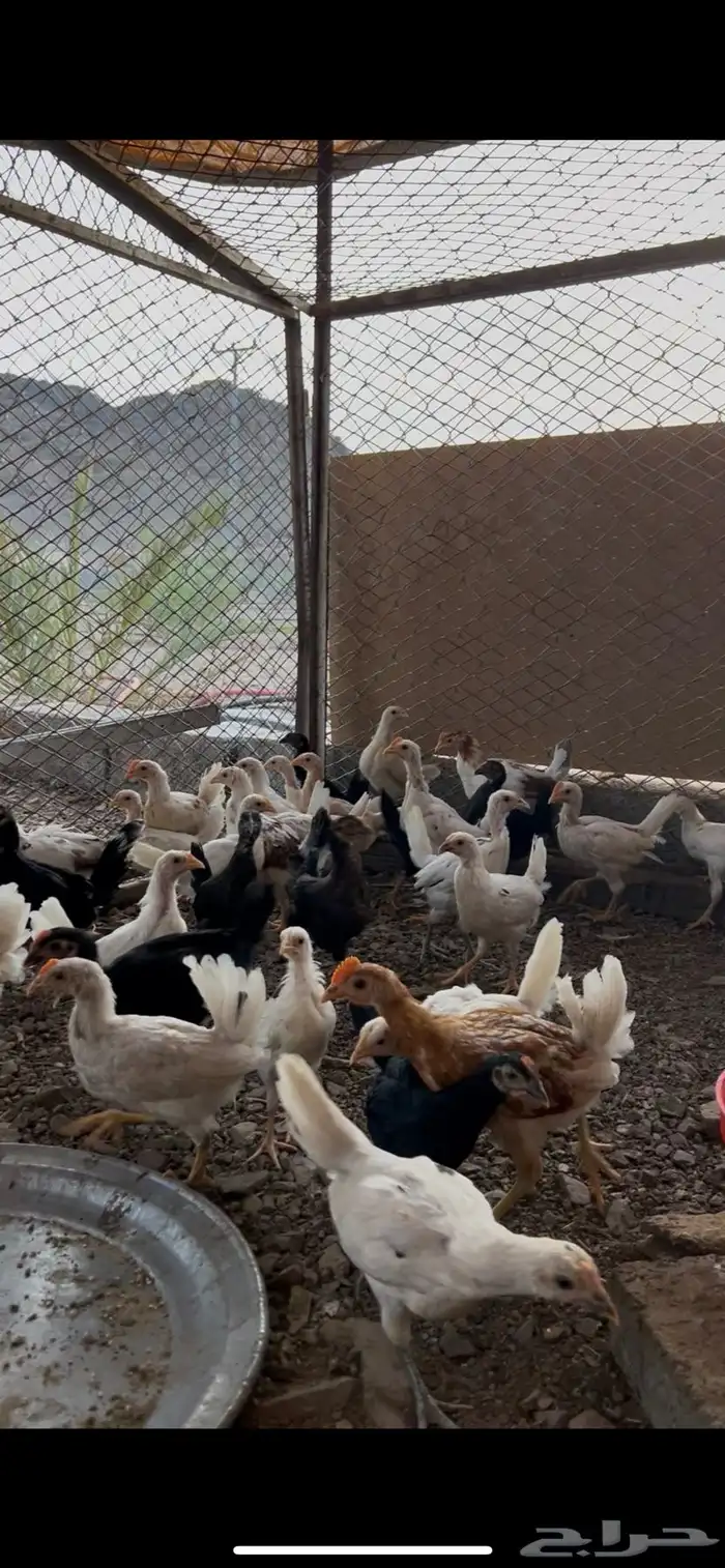 صوص بلدي 2