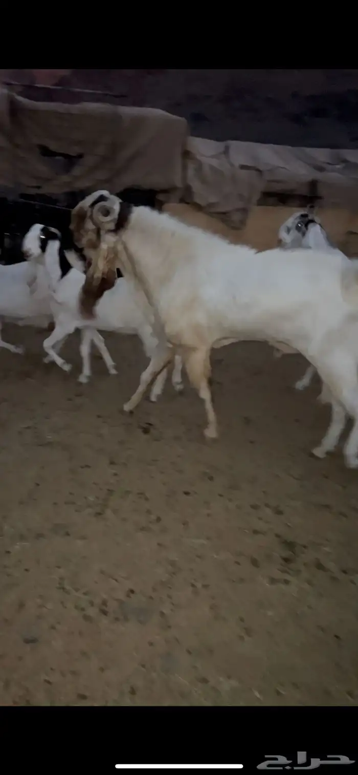معزا مراح واحد هولنديات 3