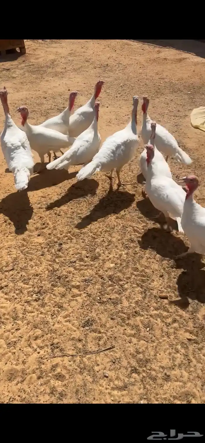 دجاج رومي فرنسي 2