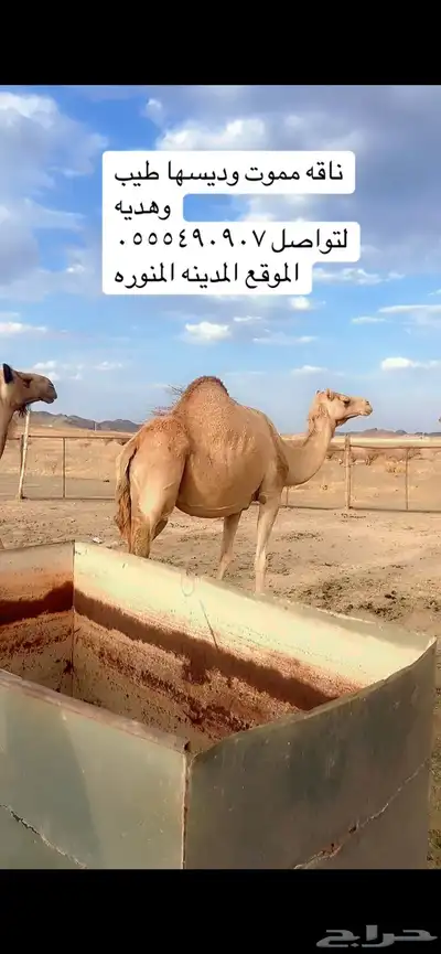 ناقه ميت ولدها قبل امس كفو ديسها وطيبه index
