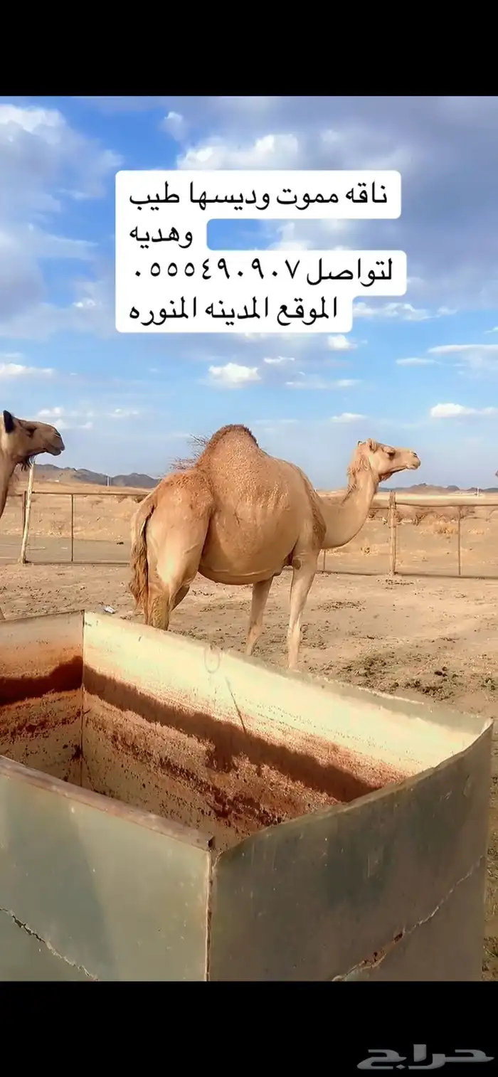 ناقه ميت ولدها قبل امس كفو ديسها وطيبه 1