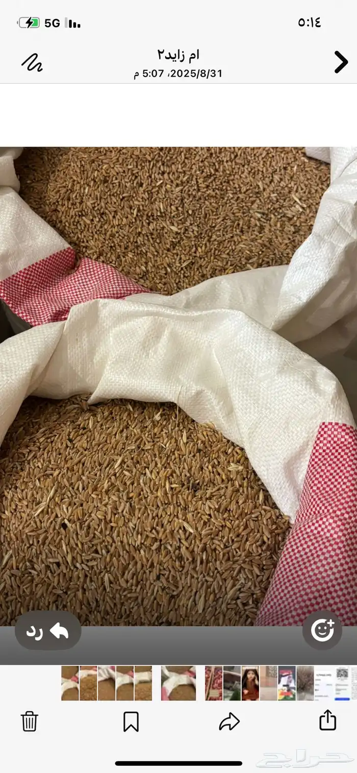 للبيع قمح عضوي مشروط من مزرعة خاصة بدون اي إضافات 0