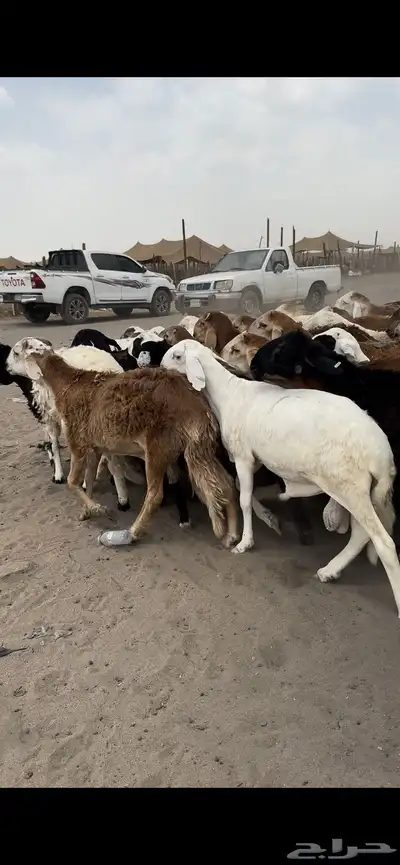77 راس طليان تربية 4 شهور index