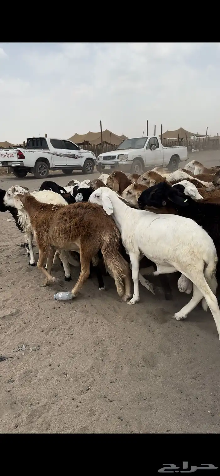 77 راس طليان تربية 4 شهور 2