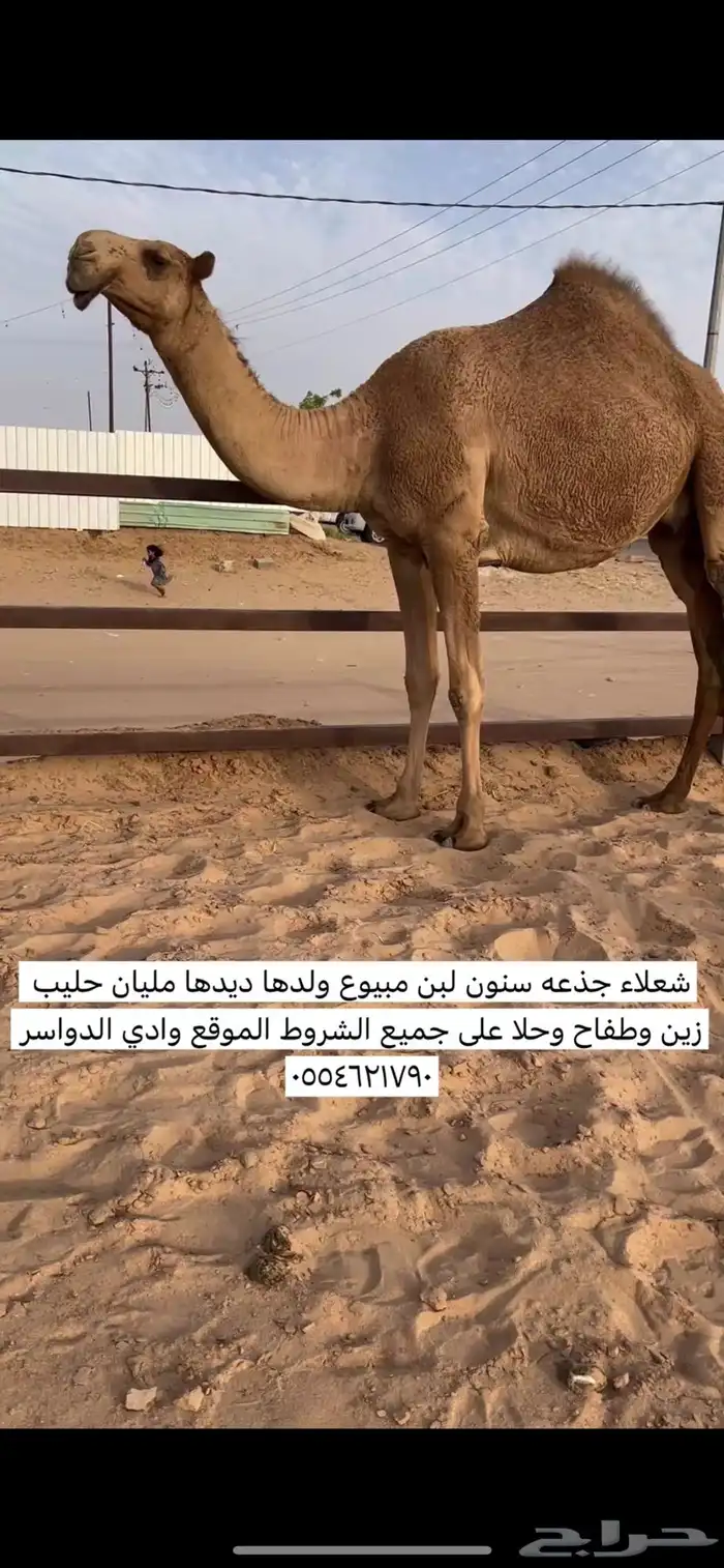 شعلا جذعه خفوت مبيوع ولدها ديدها مليان حليب 0